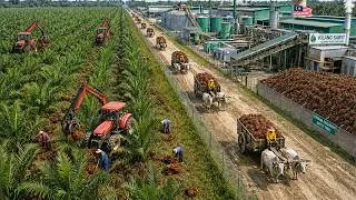 Thumbnail: How Did Malaysia Grow Rich From Palm Oil Plantations That Feed the World