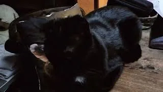 Thumbnail: This is my Meneater, I love my pretty cat.
