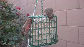 Thumbnail: Birds on the suet feeder. Surprise, Arizona. 2/16/25