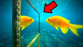 Thumbnail: Fish VS Mirror (Things Get Weird)