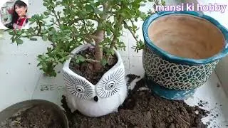 Thumbnail: 🌿"3" Years Old Jade Plant ki Repotting//"A" To "Z" Care Tips/Best Soil Mix,Watering, Tremprechs Tips