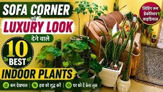 Thumbnail: 🛋️Sofa Corner Ko Luxury Look Dene Wala Best Indoors Plants 🌿