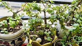 Thumbnail: 🌿 Jade Plant ko Ghana Aur Healthy Kaise Banaye ? Ye Fertilizer Dale Rocket Ki Tarah Ghana Hoga 🪴