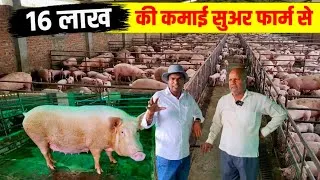 Thumbnail: 16 लाख की कमाई हर साल 🐖पिग फार्म से | Pig Farming Business | Best Agribusiness idea