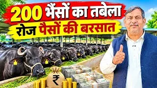 Thumbnail: 200 भैंसों का तबेला बना कमाई का खजाना 💰 | पूरा फार्म टूर | Dairy Farming in up | Dairy business