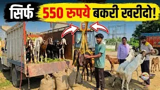 Thumbnail: बड़े ब्रीड की बकरी यहाँ सस्ते में खरीदे | top goat brid | goat farming in india