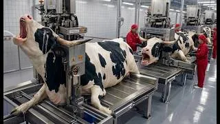 Thumbnail: Inside Brahman Bull White Horn Processing Factory  Luxury Handbags & Belts Production