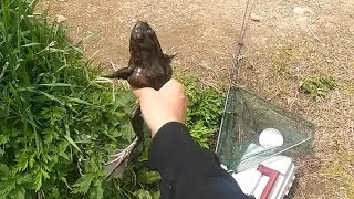 Thumbnail: Catch N Cook - Frog Legs! Breaded and Cajun Fried