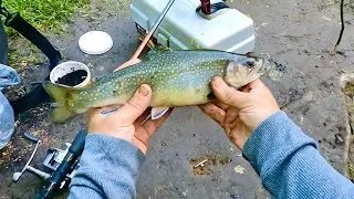 Thumbnail: Catch N' Cook - Cajun Brook Trout With Fried Potatoes and Broccoli! Trout Frenzy at the Creek!