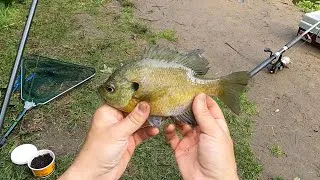 Thumbnail: Catch N' Cook - BIG Bluegill and Rainbow Trout Street Tacos! Breaded and Blackened