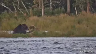 Thumbnail: Tiny 610 Goes Full on Mama Bear on 344 (explore.org RW cam) 9.06.26