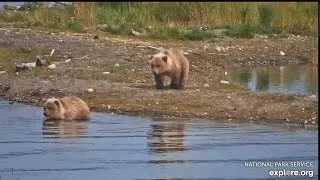Thumbnail: 610 and Her Gorgeous Blondies Enjoy a Day on the Spit (explore.org KRV cam) 9.05.26