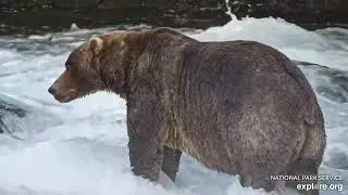 Thumbnail: 89 Backpack is Back and Showing Off His Fat Bear Week Bod (explore.org BF cam) 9.05.26