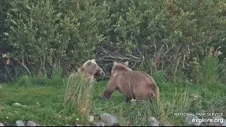 Thumbnail: 901 Gets Annoyed with Jr for Stealing Her Floppy Fish (explore.org KRV cam) 9.04.26