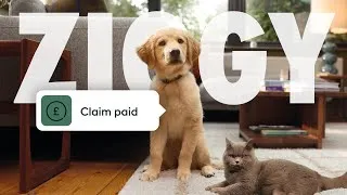 Thumbnail: Here if you need us, here if you don't - ManyPets TV Advert 2024