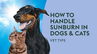 Thumbnail: How to Handle Sunburn in Dogs & Cats · Vet Tips