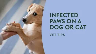 Thumbnail: Infected Paws on a Dog or Cat · Vet Tips