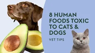 Thumbnail: 8 Human Foods Toxic to Cats & Dogs · Vet Tips
