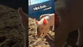 Thumbnail: Show Piglets 🐷 Transformation 🐷 #Pig #farming #shorts