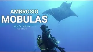 Thumbnail: Azores, Santa Maria Island: day 3, Ambrosio (mobulas)
