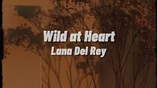 Thumbnail: Lana Del Rey - Wild at Heart (Lyrics)