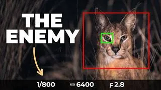 Thumbnail: Shutter Speed Is Harming Your Low Light Photos