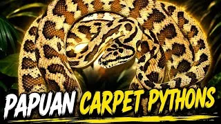 Thumbnail: Papuan Carpet Pythons 
