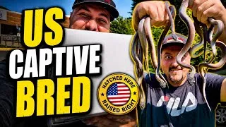 Thumbnail: We Got USCBB Southern White Lipped Pythons! 