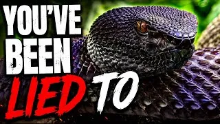 Thumbnail: Beginner Reptiles are a LIE