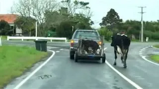Thumbnail: Mother Cow Chases her Babies (to be sold as Veal Meat) on main Road