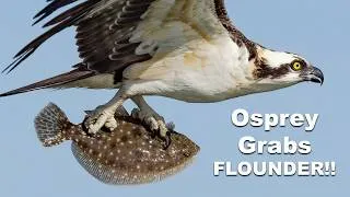 Thumbnail: 8X Slow Motion Osprey Grabs a Flounder - Will It Fly or Drop its Catch?