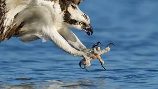 Thumbnail: Sony A7R VI + 100-400mm GM 4.5: Why This is My Fav Lightweight Bird Photography Setup