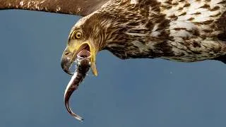 Thumbnail: 8X Slow Motion: The Chaos of an Eagle Feeding Frenzy