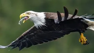 Thumbnail: 8X Slow Motion: The Impossible Physics of Eagle Hunting