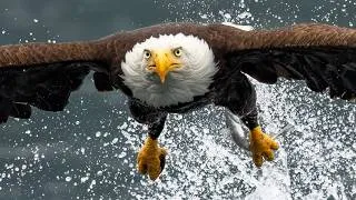 Thumbnail: Not AI! Eagle Hunts on Foot in Glorious 8X Slow Motion