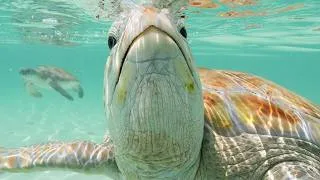 Thumbnail: Sony A1 Underwater + Sea Turtles -  I'm Never Coming Back!!