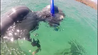 Thumbnail: Caretta caretta anavysos 
