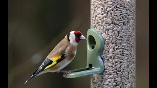 Thumbnail: Just birds on the bird feeder in our garden