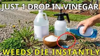 Thumbnail: Add Only This 1 Thing to Your Vinegar Spray Now  — Weeds DIE Overnight & STAY GONE!