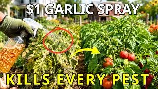 Thumbnail: Don't Spray Another Pesticide Until You Watch This   $1 Garlic Mix Kills Every Pest Overnight