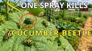 Thumbnail: Wipe Out Cucumber Beetles NOW! Spray This Hidden Mix to Save Your Garden!