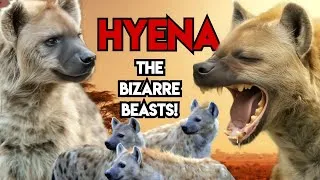 Thumbnail: Strongest or the Dangerous? || 4 Hyena Species and behaviour