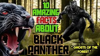 Thumbnail: Facts About Black Panther || A Jaguar or A Leopard?