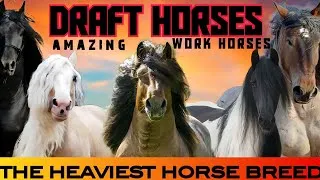 Thumbnail: Let's Talk About The "GENTLE GIANTS"
