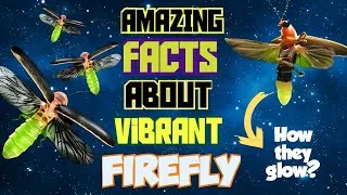 Thumbnail: 10 Amazing Facts About Fireflies || "The               Efficient Light On Earth"