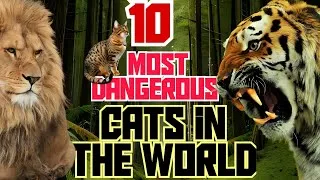Thumbnail: 10 Most Dangerous Cats In The World || BE AWARE!!!!