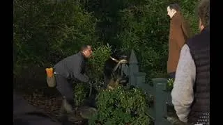 Thumbnail: Chris Evans Watching the Dogs..