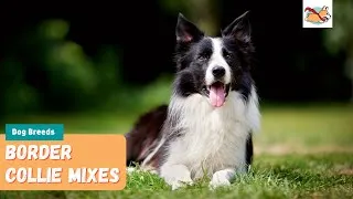 Thumbnail: Border Collie Mixes: A Complete Guide To The Top 10 Border Collie Mix Dogs!