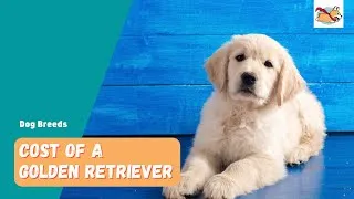 Thumbnail: Golden Retriever Price: How Much Does It Cost To Buy and Keep This Family Dog?
