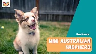 Thumbnail: Mini Australian Shepherd: Everything You Need To Know About The Mini Aussie!